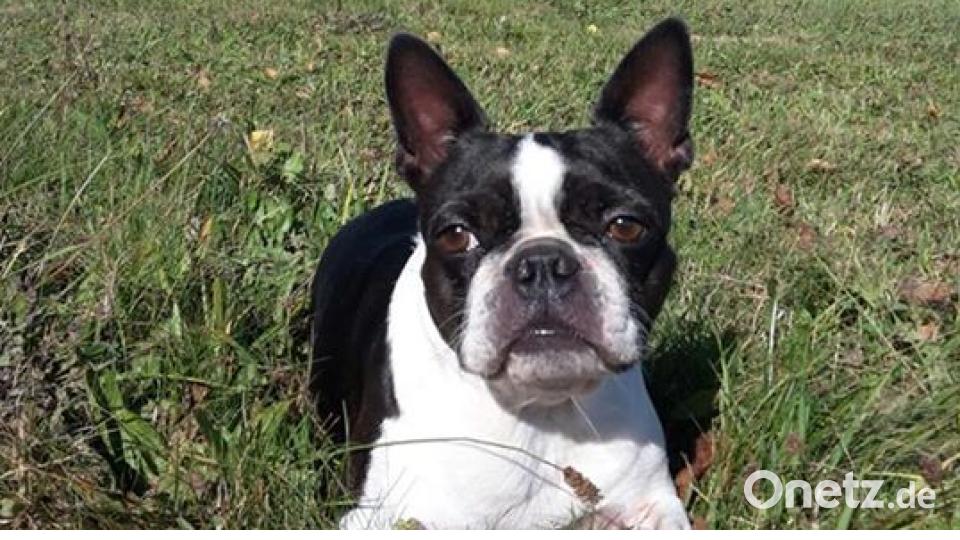 Am 10. Oktober war Welthundetag. Das sind eure Lieblinge. Bild: Stefanie Hafner