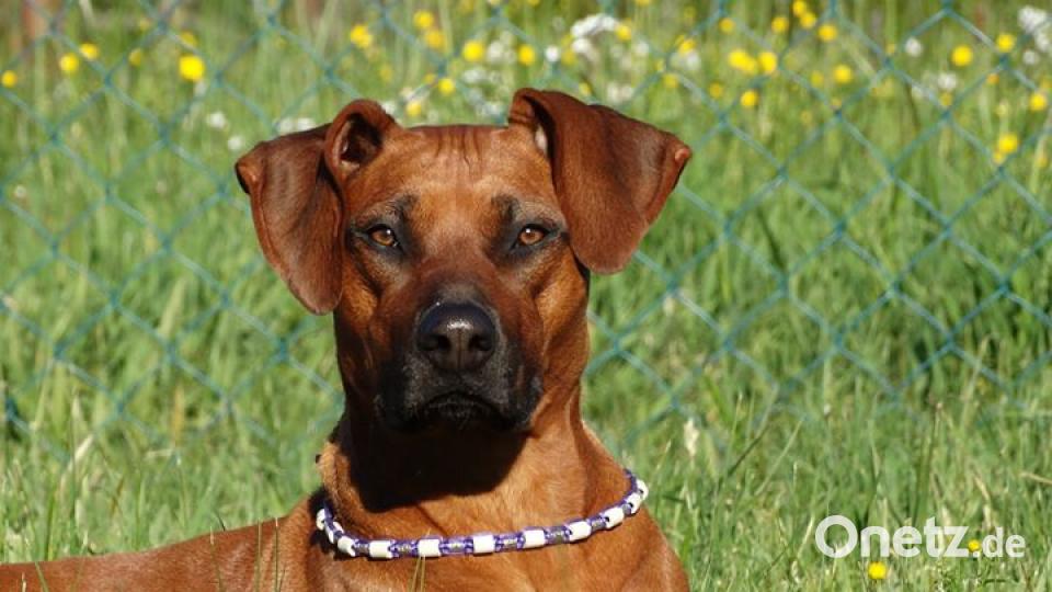 Zum Welthundetag zeigen unsere Nutzer Bilder Ihrer Vierbeiner. Bild: Stern Staub