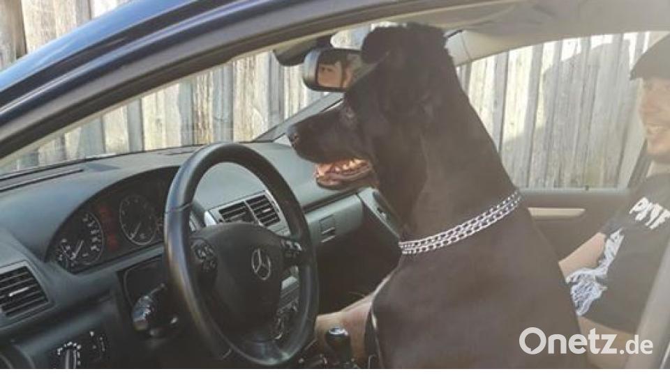 Zum Welthundetag zeigen die Nutzer von onetz.de Bilder ihrer Vierbeiner. Bild: Korina Islam-Frötschl