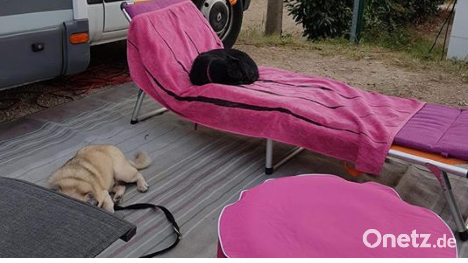 Zum Welthundetag zeigen unsere Nutzer Bilder Ihrer Vierbeiner. Bild: Andrea Gäcklein