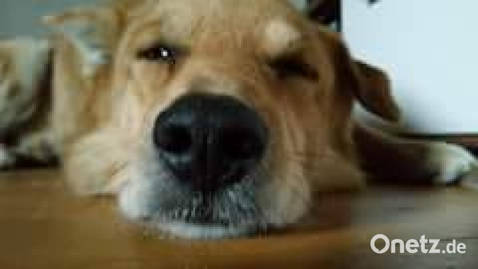 Am 10. Oktober war Welthundetag. Das sind eure Lieblinge. Bild: Sammy Silure