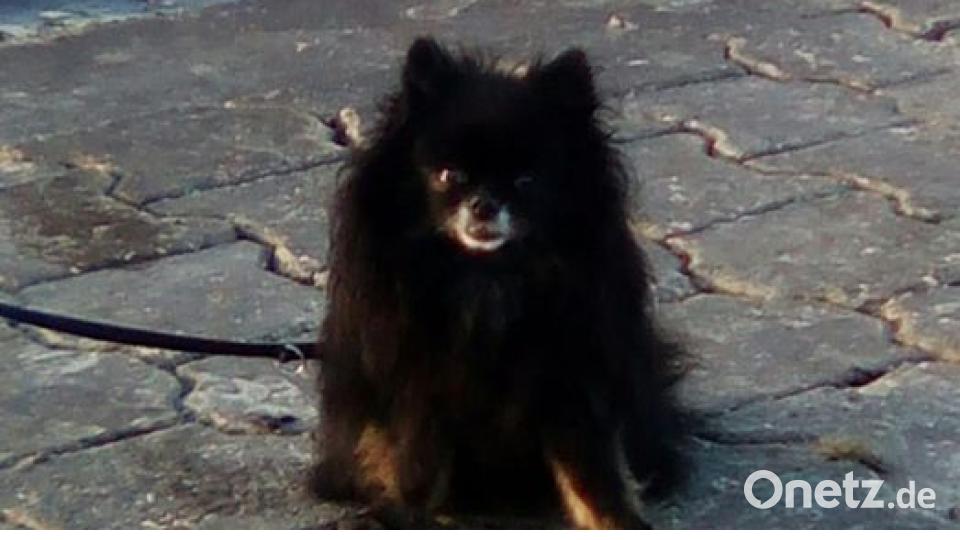 Am 10. Oktober war Welthundetag. Das sind eure Lieblinge. Bild: Christine Kral