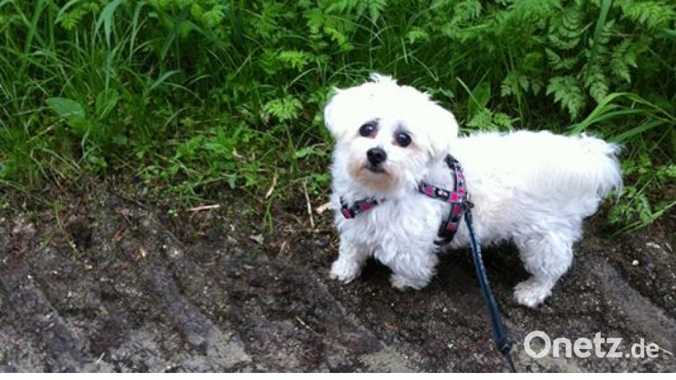 Zum Welthundetag zeigen unsere Nutzer Bilder Ihrer Vierbeiner. Bild: Simone Horn