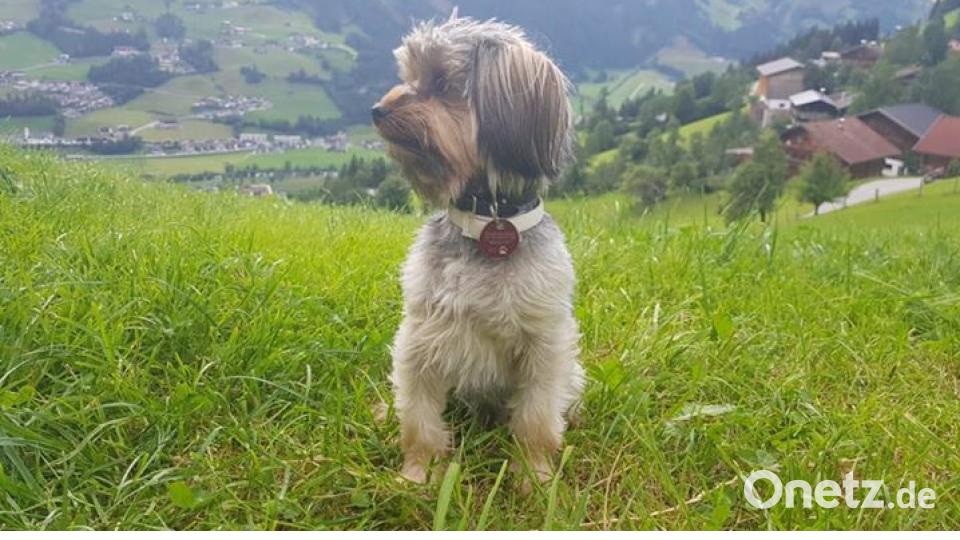 Am 10. Oktober war Welthundetag. Das sind eure Lieblinge. Bild: Julia Reißer