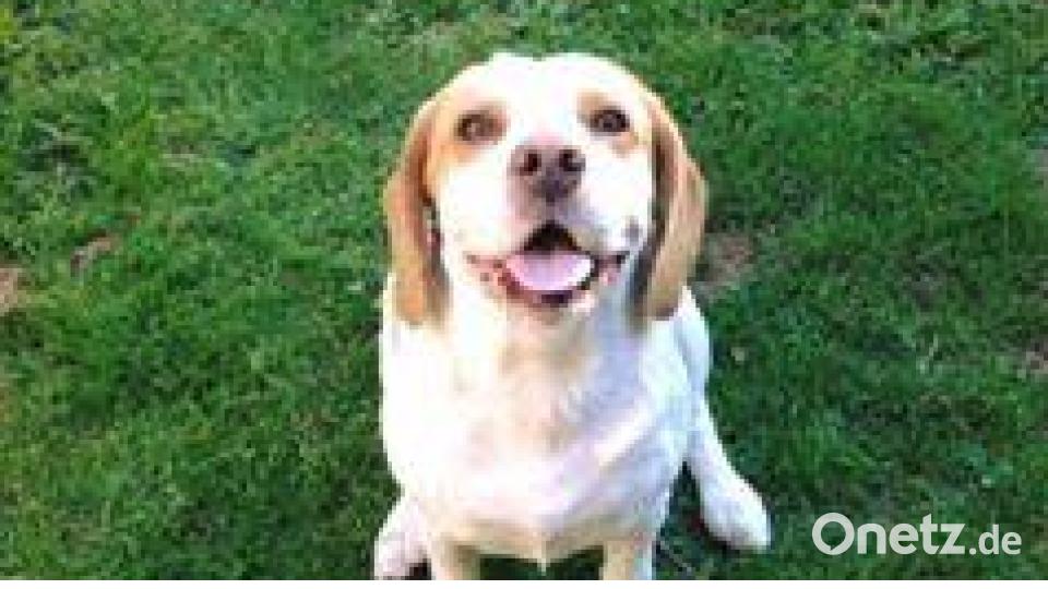 Am 10. Oktober war Welthundetag. Das sind eure Lieblinge. Bild: Carolin Schwan