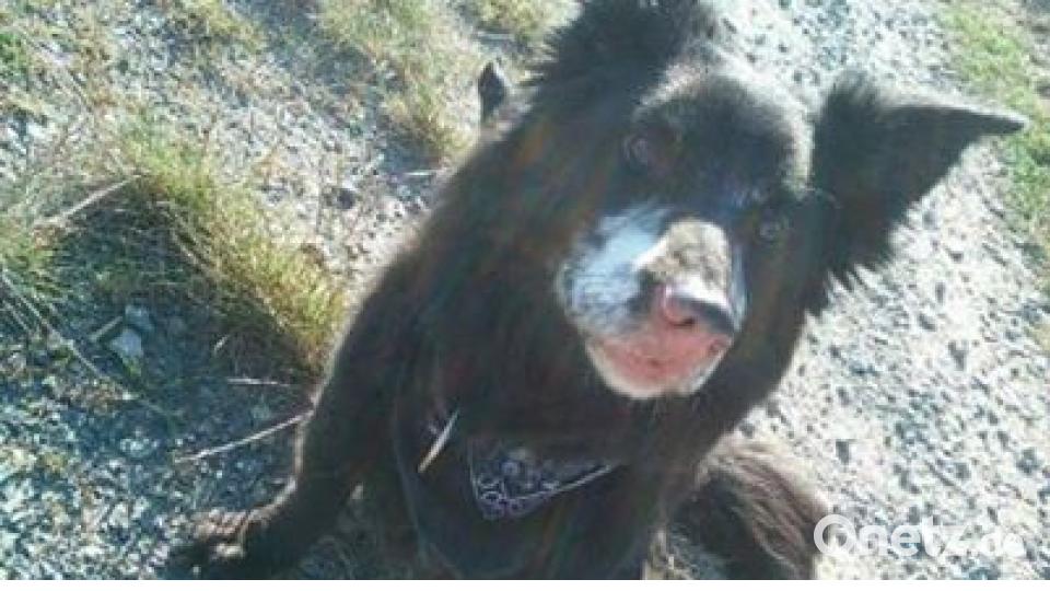 Zum Welthundetag zeigen unsere Nutzer Bilder Ihrer Vierbeiner. Bild: Draco Prodomo