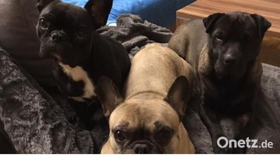 Am 10. Oktober war Welthundetag. Das sind eure Lieblinge. Bild: Daniela Feurer