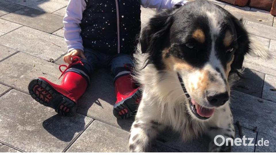 Zum Welthundetag zeigen die Nutzer von onetz.de Bilder ihrer Vierbeiner. Bild: Conny Frischholz