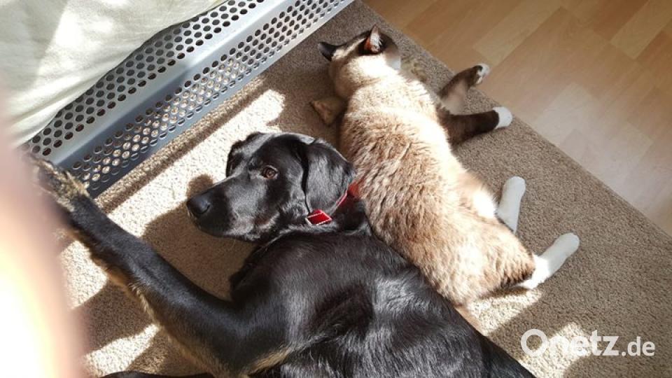 Am 10. Oktober war Welthundetag. Das sind eure Lieblinge. Bild: Sabine Zuber