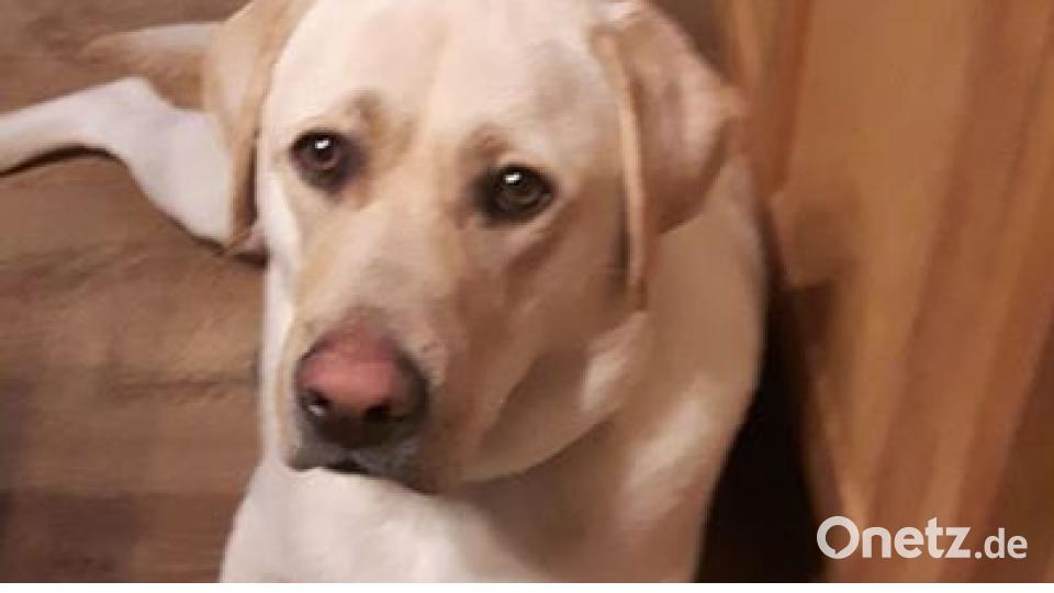 Zum Welthundetag zeigen unsere Nutzer Bilder Ihrer Vierbeiner. Bild: Nicole Tischler