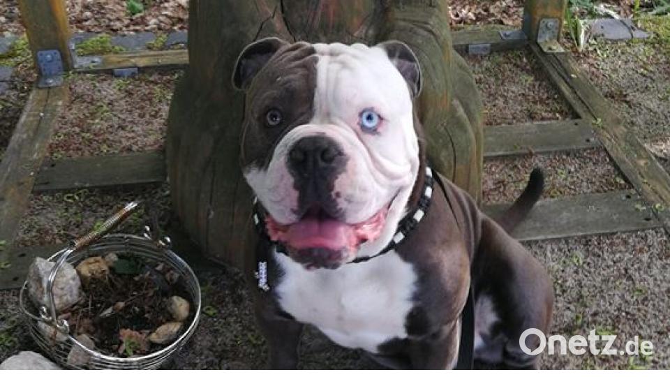 Am 10. Oktober war Welthundetag. Das sind eure Lieblinge. Bild: Da Ni