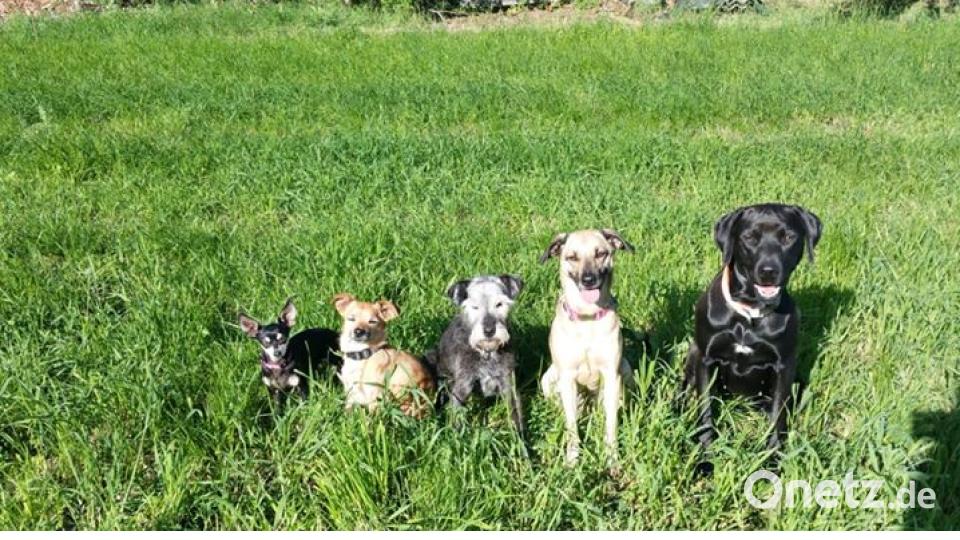 Am 10. Oktober war Welthundetag. Das sind eure Lieblinge. Bild: Jürgen Janner