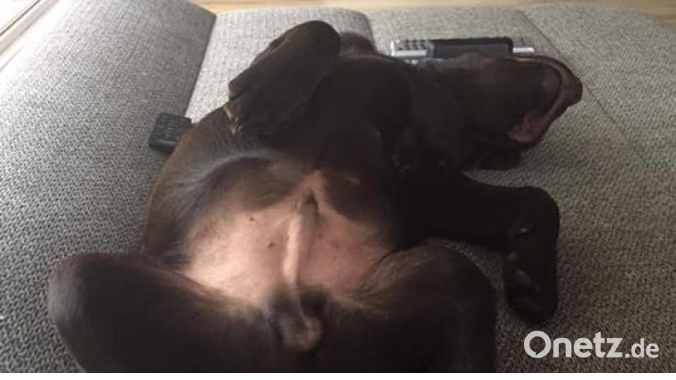 Am 10. Oktober war Welthundetag. Das sind eure Lieblinge. Bild: Doris Hammer