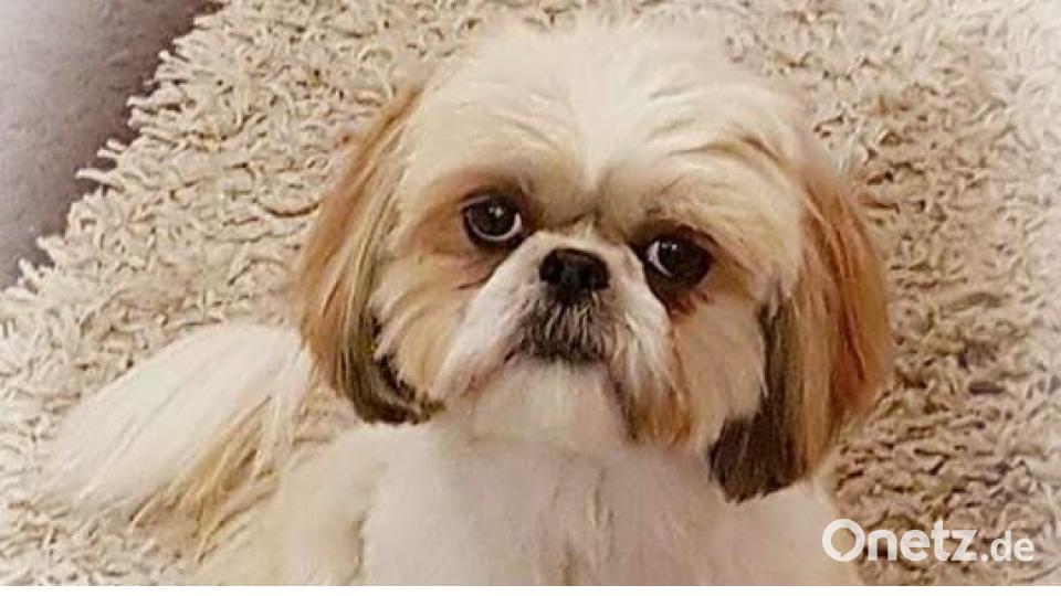 Am 10. Oktober war Welthundetag. Das sind eure Lieblinge. Bild: Daniela Os