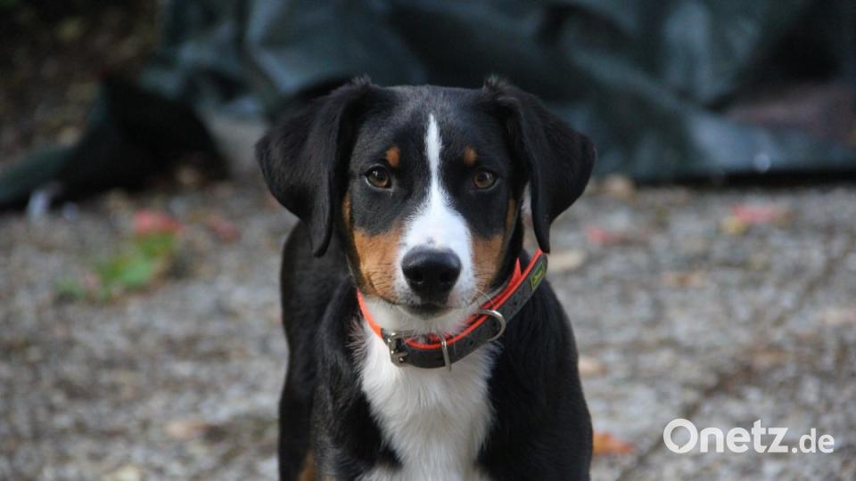 Am 10. Oktober war Welthundetag. Das sind eure Lieblinge. Bild: Bettina Hahner