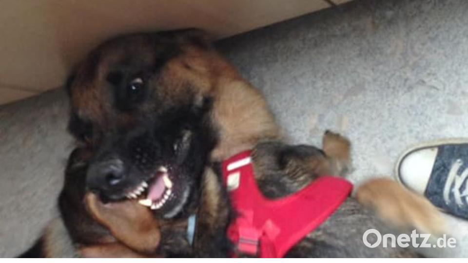 Am 10. Oktober war Welthundetag. Das sind eure Lieblinge. Bild: Katja Müller