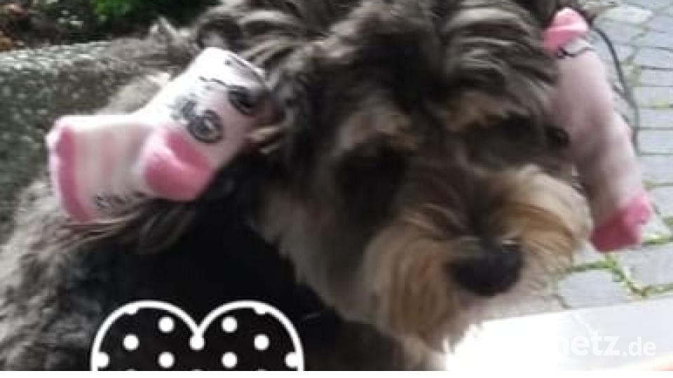 Am 10. Oktober war Welthundetag. Das sind eure Lieblinge. Bild: Marion Landgraf