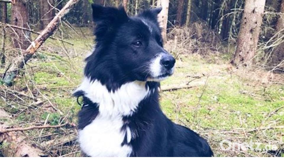 Am 10. Oktober war Welthundetag. Das sind eure Lieblinge. Bild: Tina Weig