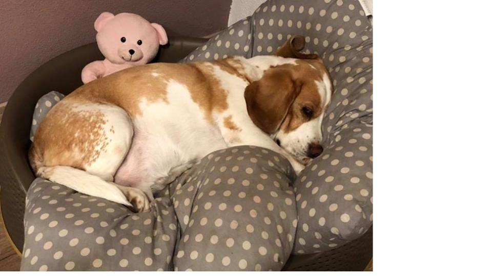 Am 10. Oktober war Welthundetag. Das sind eure Lieblinge. Bild: Sandra Wytrych