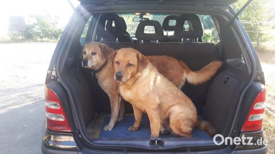 Am 10. Oktober war Welthundetag. Das sind eure Lieblinge. Bild: Birgit Lienerth