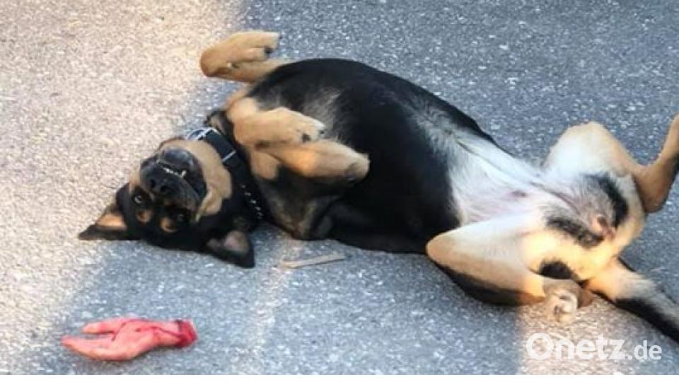 Am 10. Oktober war Welthundetag. Das sind eure Lieblinge. Bild: Christoph Senft