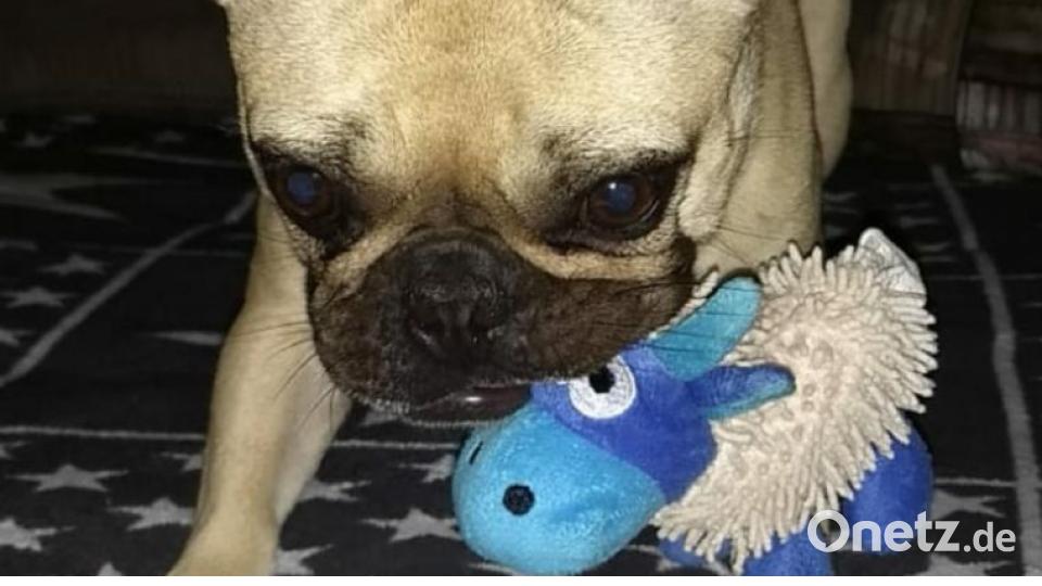 Am 10. Oktober war Welthundetag. Das sind eure Lieblinge. Bild: Thomas Meier