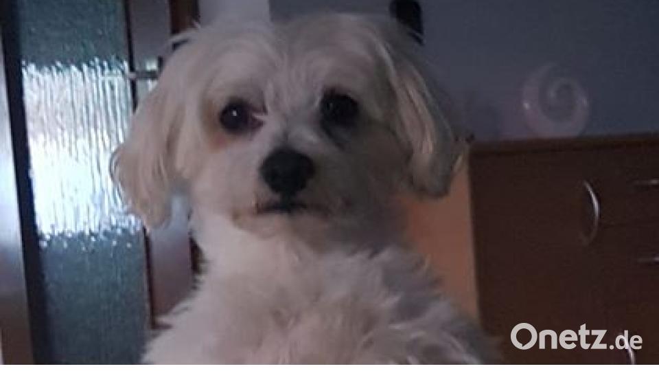 Am 10. Oktober war Welthundetag. Das sind eure Lieblinge. Bild: Claus Bitterer