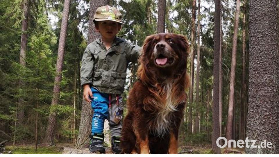 Zum Welthundetag zeigen die Nutzer von onetz.de Bilder ihrer Vierbeiner. Bild: Andreas Völkl