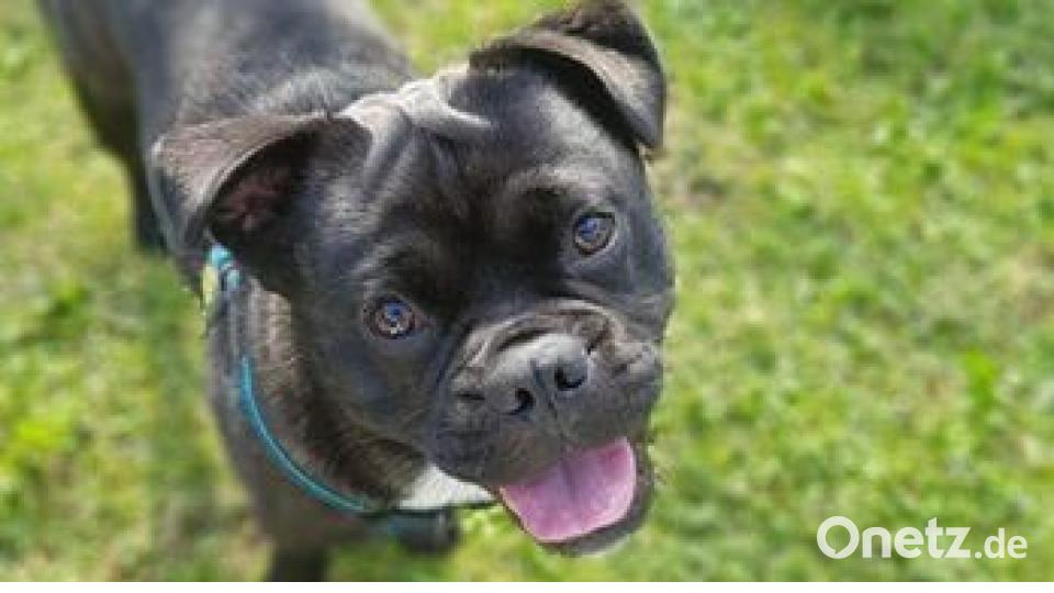 Am 10. Oktober war Welthundetag. Das sind eure Lieblinge. Bild: Andy Kühnel