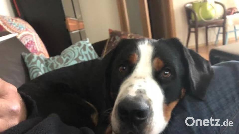 Zum Welthundetag zeigen die Nutzer von onetz.de Bilder ihrer Vierbeiner. Bild: Christoph Kalle Schwab