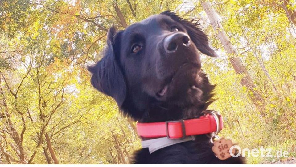 Zum Welthundetag zeigen die Nutzer von onetz.de Bilder ihrer Vierbeiner. Bild: Michelle Steinke