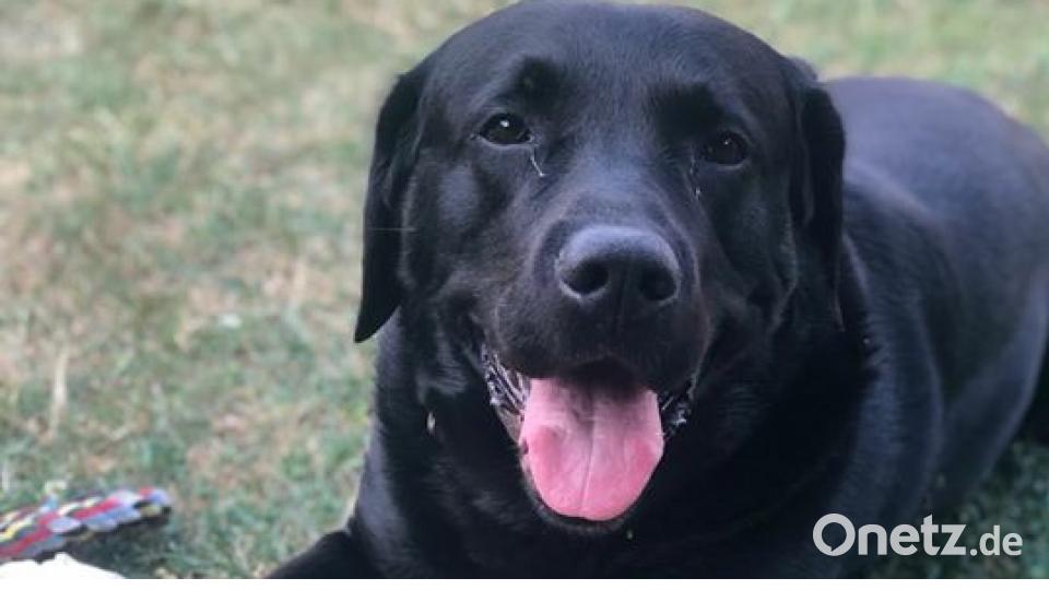 Zum Welthundetag zeigen unsere Nutzer Bilder Ihrer Vierbeiner. Bild: Ferdi Kastner