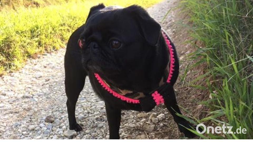 Zum Welthundetag zeigen die Nutzer von onetz.de Bilder ihrer Vierbeiner. Bild: Claudia Wahl