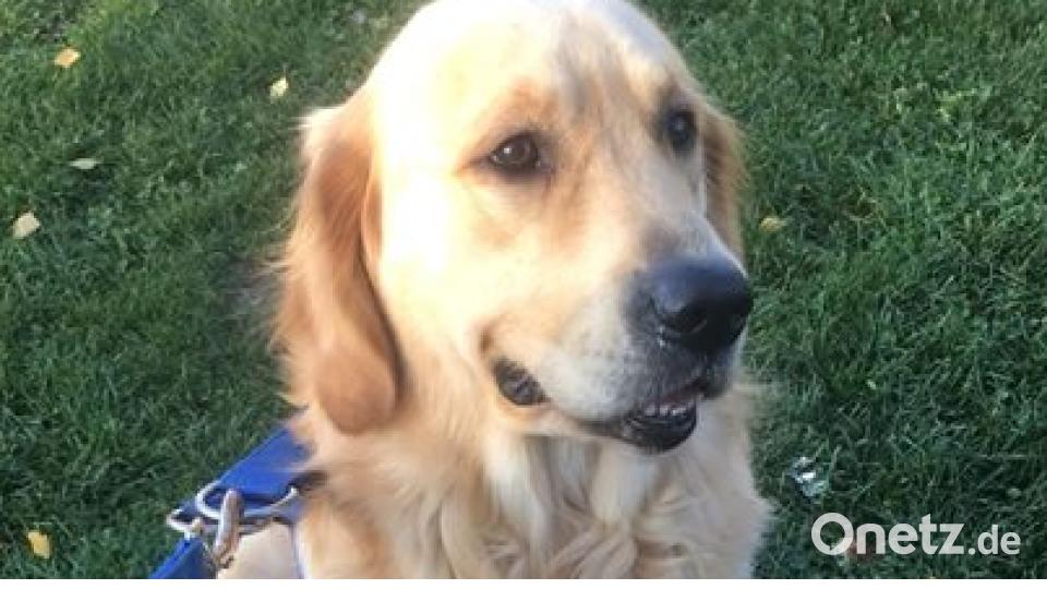 Am 10. Oktober war Welthundetag. Das sind eure Lieblinge. Bild: Ashley Marie