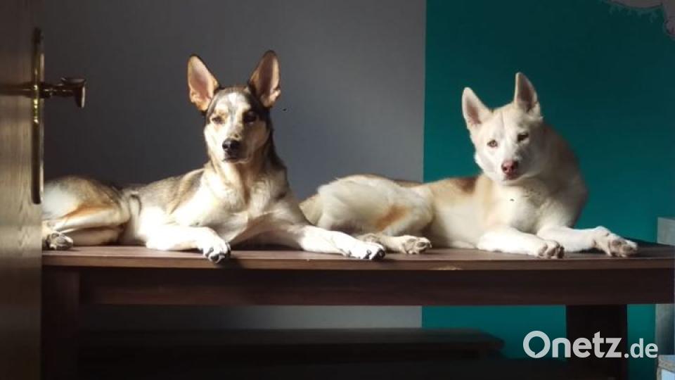 Am 10. Oktober war Welthundetag. Das sind eure Lieblinge. Bild: Christl Forstner