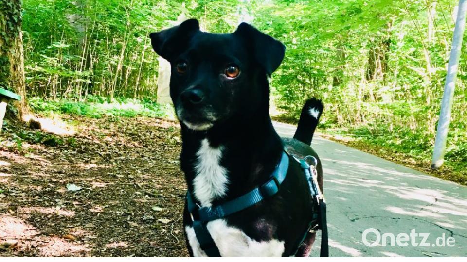 Am 10. Oktober war Welthundetag. Das sind eure Lieblinge. Bild: Nikola Ritter