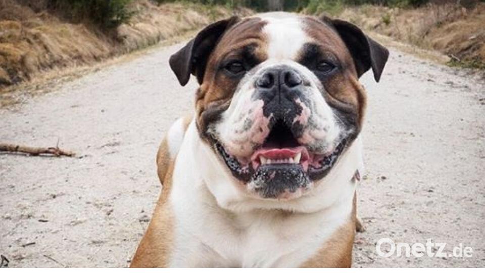 Zum Welthundetag zeigen die Nutzer von onetz.de Bilder ihrer Vierbeiner. Bild: Ina Hopf