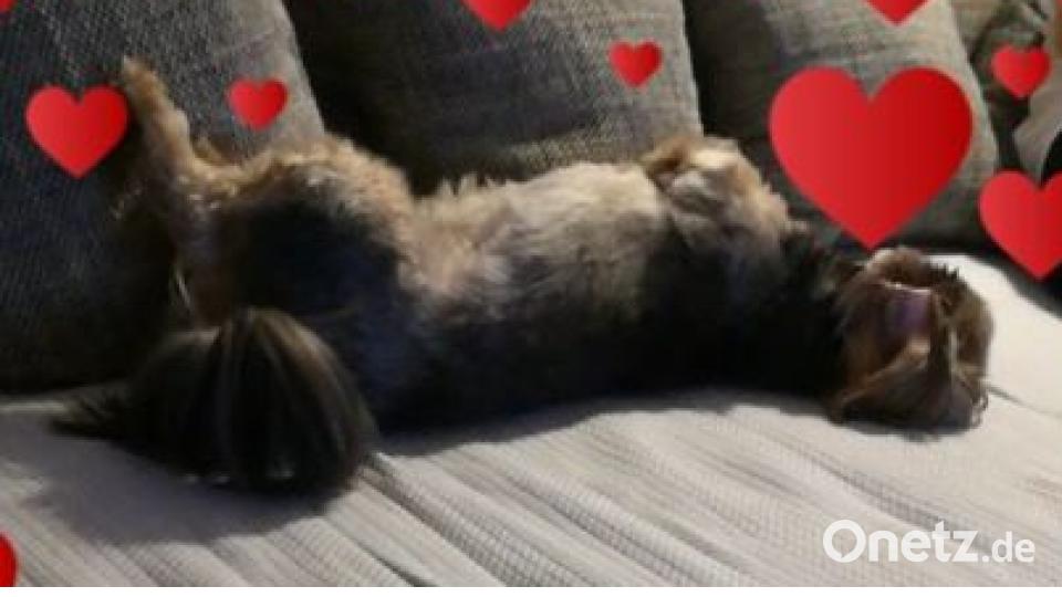 Am 10. Oktober war Welthundetag. Das sind eure Lieblinge. Bild: Karin Zetzlmann Bäumler