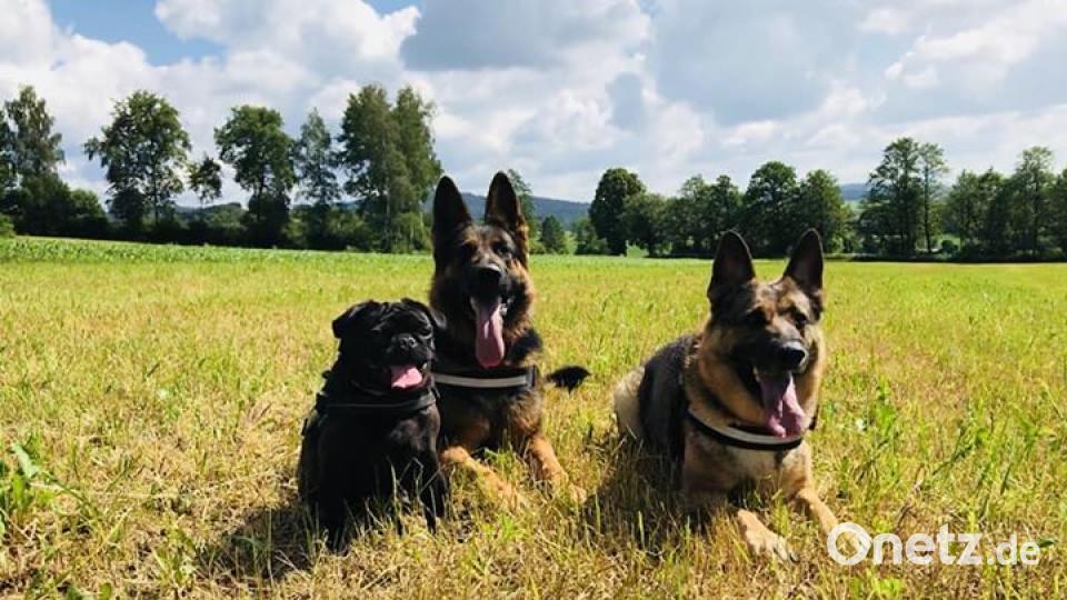 Am 10. Oktober war Welthundetag. Das sind eure Lieblinge. Bild: Corinna Völkl