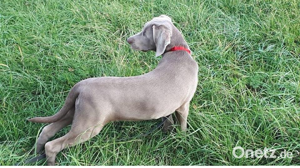 Zum Welthundetag zeigen die Nutzer von onetz.de Bilder ihrer Vierbeiner. Bild: Patrick Neumann