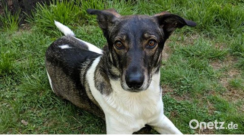 Am 10. Oktober war Welthundetag. Das sind eure Lieblinge. Bild: Martina Seidl