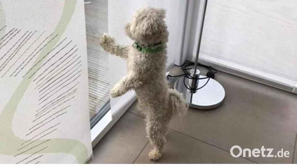 Zum Welthundetag zeigen unsere Nutzer Bilder Ihrer Vierbeiner. Bild: Dana Lautenschläger