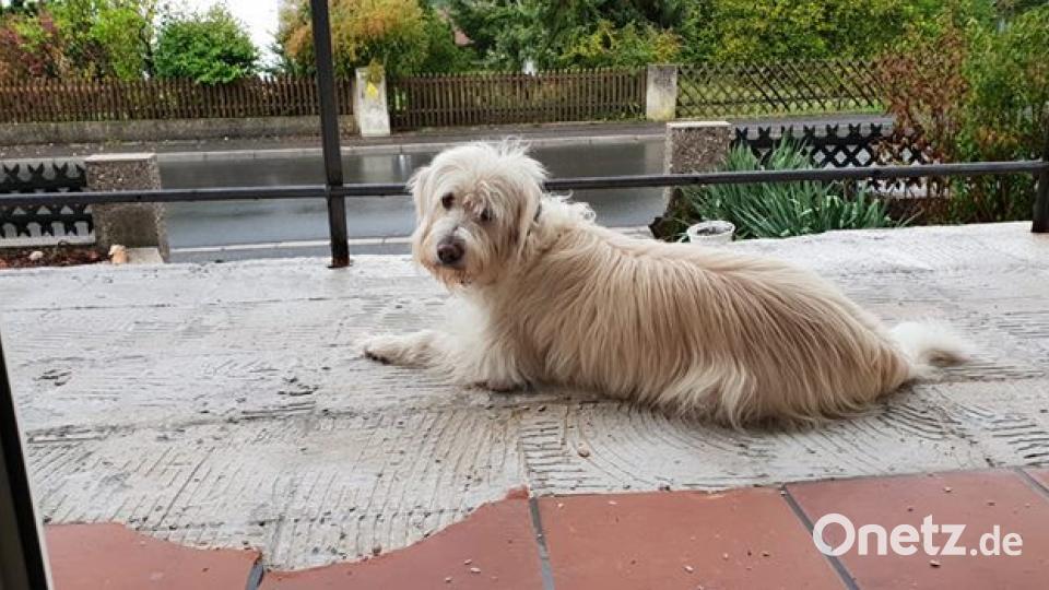 Am 10. Oktober war Welthundetag. Das sind eure Lieblinge. Bild: Corinna Engelbrecht