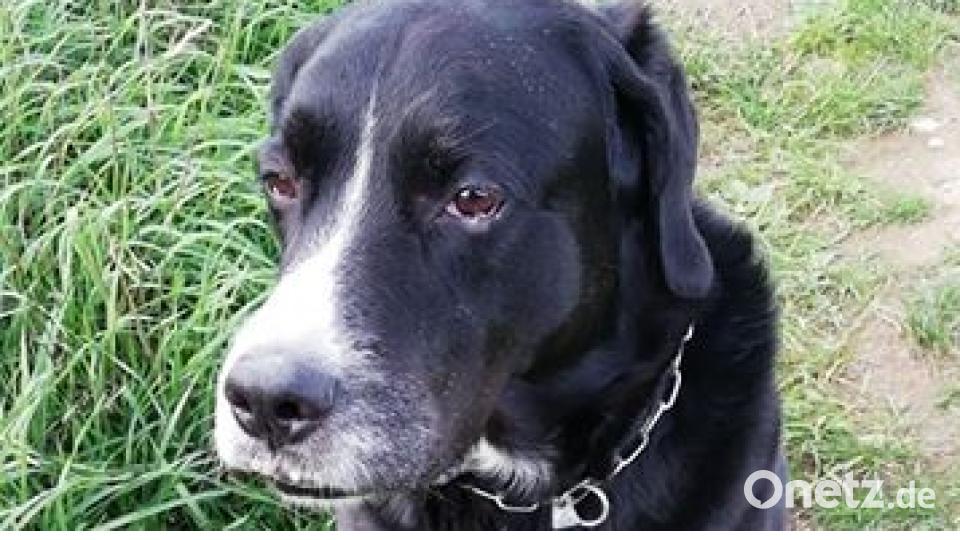 Am 10. Oktober war Welthundetag. Das sind eure Lieblinge. Bild: Johannes Schieder