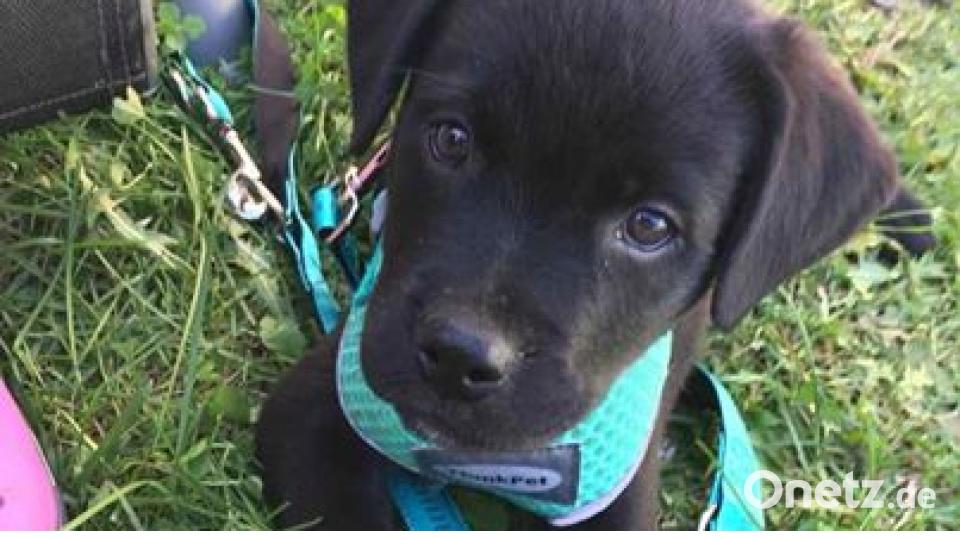 Am 10. Oktober war Welthundetag. Das sind eure Lieblinge. Bild: Jessica Rösel