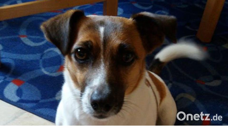 Am 10. Oktober war Welthundetag. Das sind eure Lieblinge. Bild: Karin Matzke