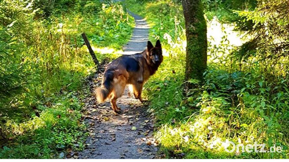 Am 10. Oktober war Welthundetag. Das sind eure Lieblinge. Bild: Bianca Buschmann