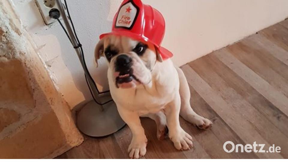 Zum Welthundetag zeigen unsere Nutzer Bilder Ihrer Vierbeiner. Bild: Tanja Lenk