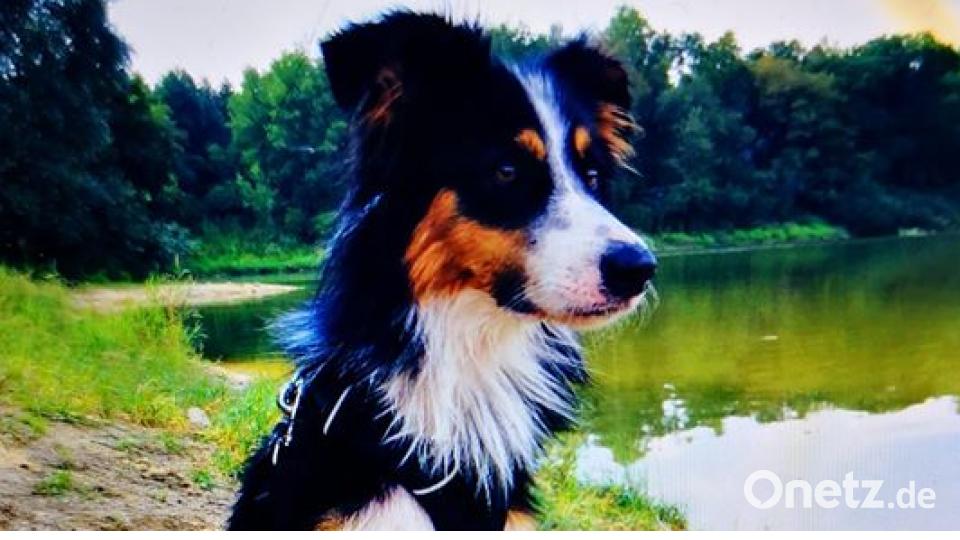 Am 10. Oktober war Welthundetag. Das sind eure Lieblinge. Bild: Sybille Weininger