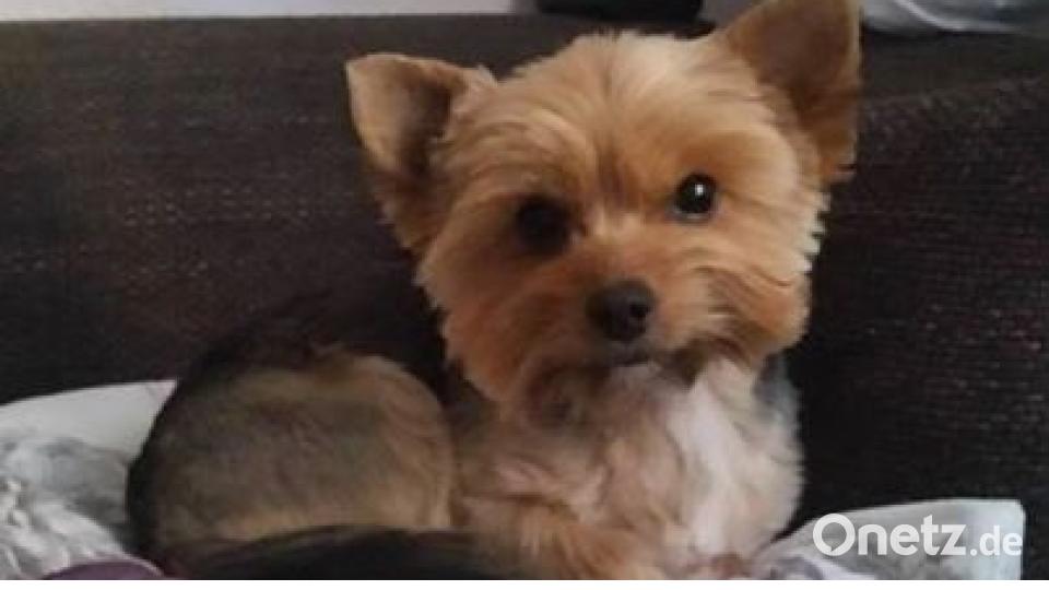 Am 10. Oktober war Welthundetag. Das sind eure Lieblinge. Bild: Kerstin und Dieter Braun